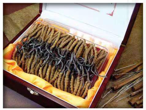 高安冬虫夏草回收